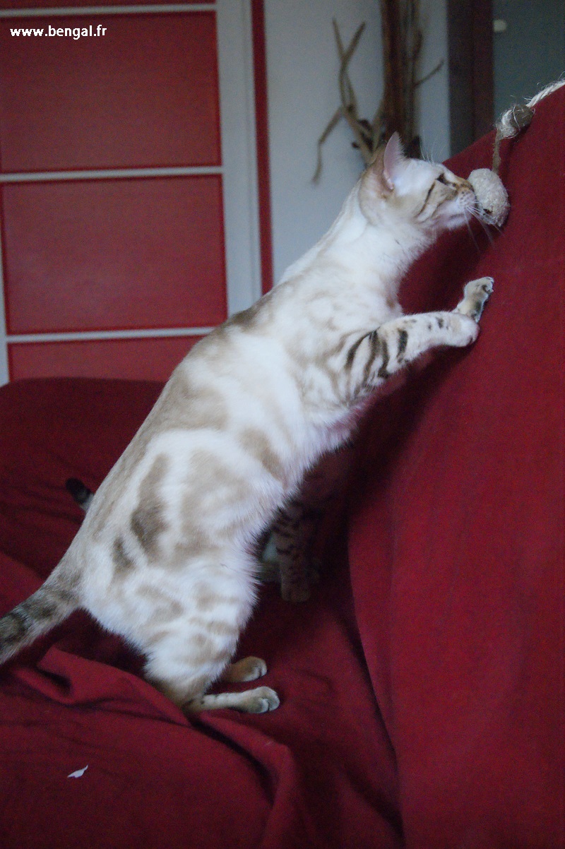 seal mink marble cat